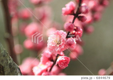 梅の花 6844679