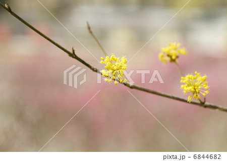 サンシュユの花 6844682