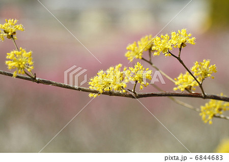 サンシュユの花 6844683