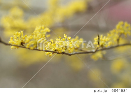 サンシュユの花 6844684