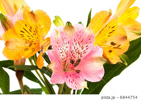 orange and pink alstroemeria orange and pink alstroemeria 6844754