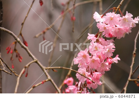 八重紅枝垂 八重紅枝垂 6844871