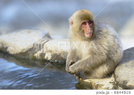 スノーモンキー 6844919