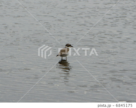 コチドリ コチドリ 6845175