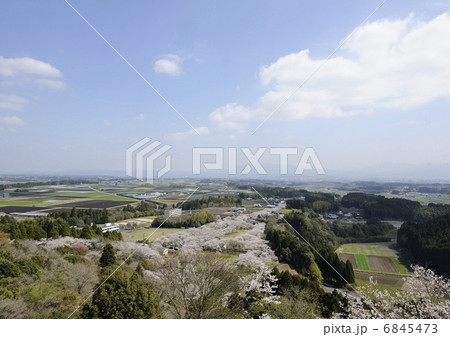 母智丘公園の桜 6845473