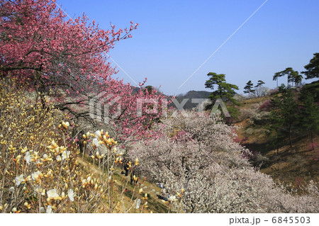 吉野梅郷 6845503