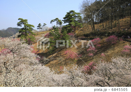 吉野梅郷 6845505