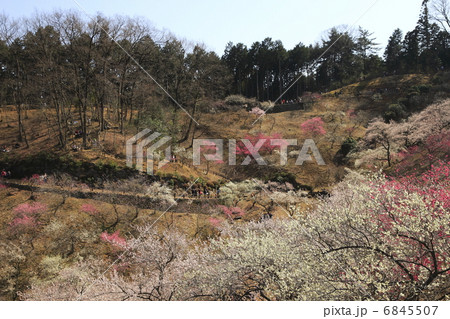 吉野梅郷 6845507