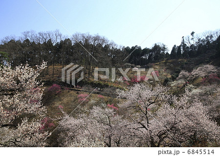 吉野梅郷 6845514