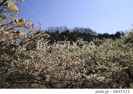 吉野梅郷 6845523