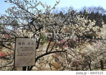 吉野梅郷 6845525