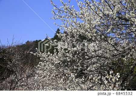 吉野梅郷 6845532