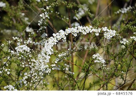 ユキヤナギ（雪柳） 6845576