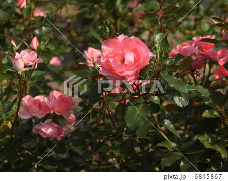 ホーム＆ガーデン 6845867