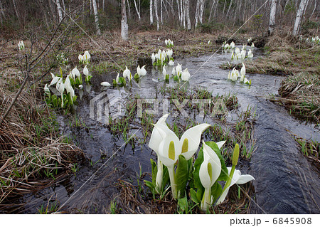 乗鞍高原・一ノ瀬園地のミズバショウ 乗鞍高原・一ノ瀬園地のミズバショウ 6845908