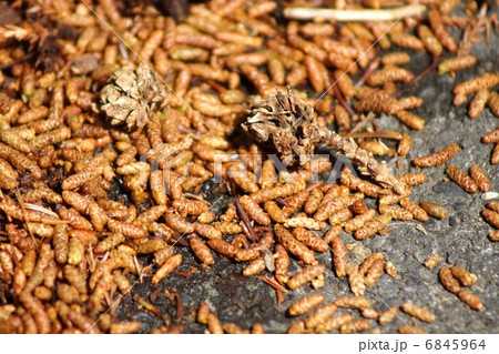 杉花粉症のアレルゲン・一夜にして大風に散り敷いた杉の雄花と雌花・横位置アップ 6845964