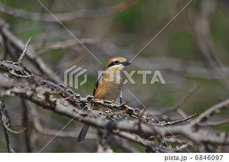 モズ モズ 6846097