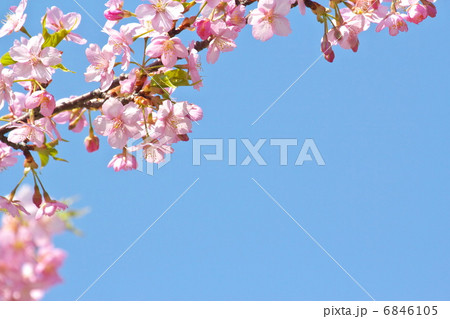 河津桜 6846105