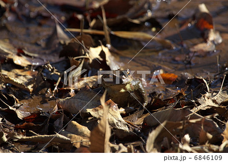 ニホンヒキガエル 6846109