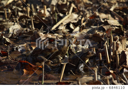 ニホンヒキガエル 6846110