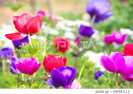 アネモネ 6846111