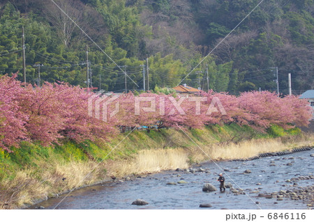 河津桜 河津桜 6846116
