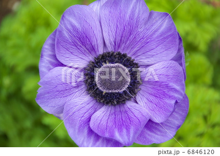 アネモネ 6846120