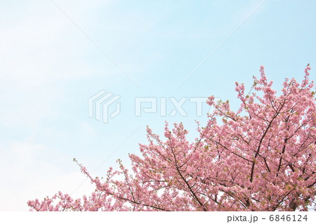 河津桜と青空 河津桜と青空 6846124