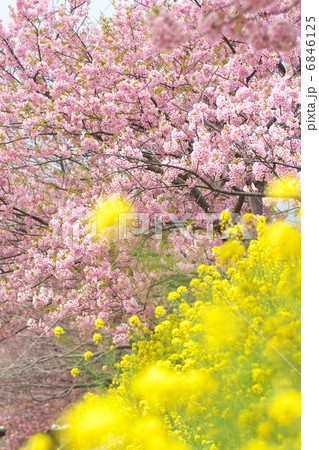 河津桜とナノハナ 6846125