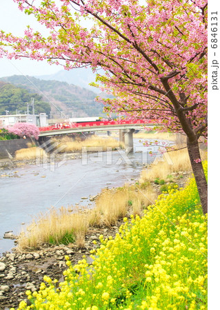 河津桜と菜の花 6846131