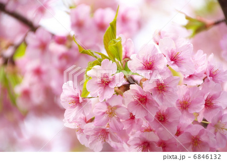 河津桜 河津桜 6846132