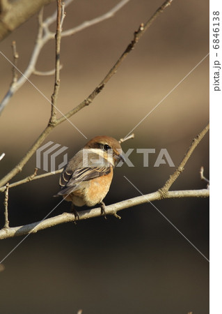 振り向き百舌鳥 6846138