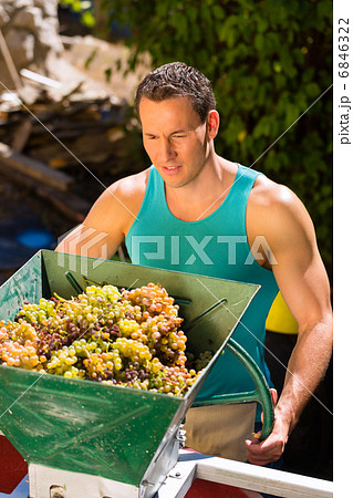 Winegrower working with grape harvesting machine Winegrower working with grape harvesting machine 6846322