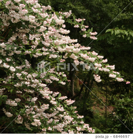 サラサウツギ 6846697