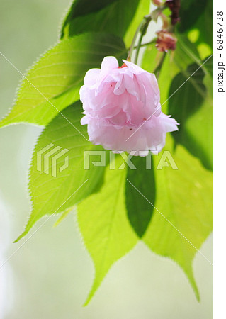 八重桜 八重桜 6846738