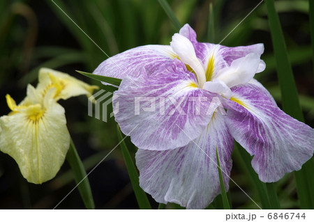 ハナショウブ ハナショウブ 6846744