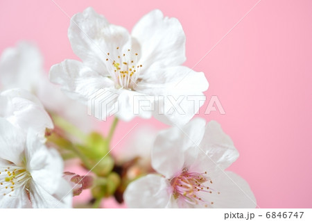 春サクラのイメージ 春サクラのイメージ 6846747