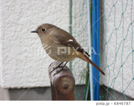 ジョウビタキ 6846787