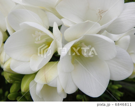 フリージア フリージア 6846811