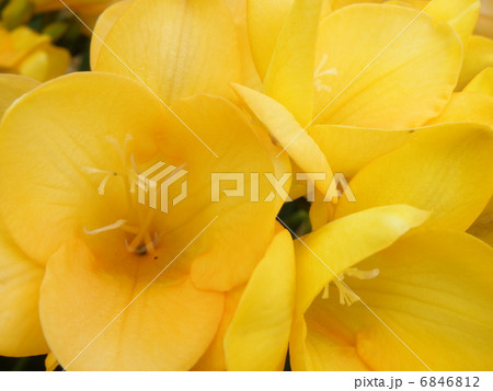 フリージア 6846812