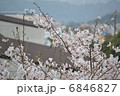 桜 6846827