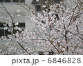 桜 6846828