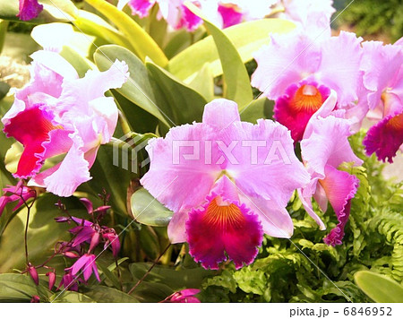 カトレア（世界らん展） 6846952