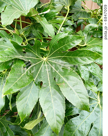 縁起物の庭木 ヤツデ テングノウチワ 縁起物の庭木 ヤツデ テングノウチワ 6847009