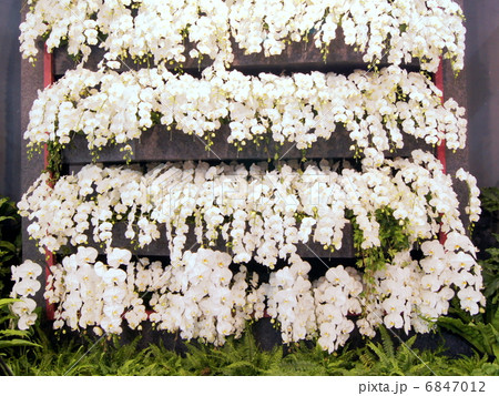 胡蝶蘭（白）のディスプレイ：世界らん展 6847012