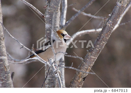 木に止まるシメ 木に止まるシメ 6847013