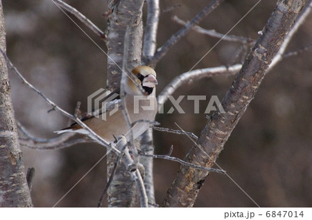 木に止まるシメ 6847014