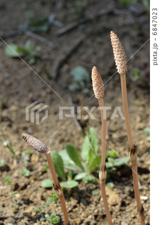 ツクシ（土筆） 6847023