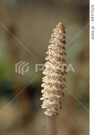 ツクシ(土筆) ツクシ(土筆) 6847026