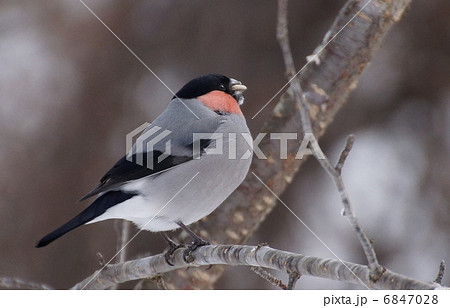 木の上のウソ 6847028